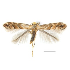 /filer/webapps/moths_gc/media/images/T/tumoris_Phyllonorycter_HT_SDNU.jpg