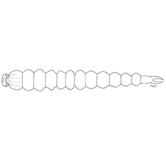 /filer/webapps/moths_gc/media/images/H/hyperpersea_Phyllocnistis_larva_Davis-et-Wagner_2011_50.jpg