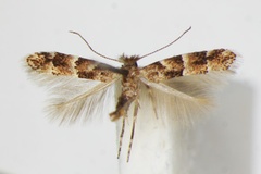 Phyllonorycter agilella