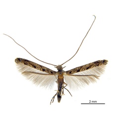 /filer/webapps/moths_gc/media/images/N/nix_Diphtheroptila_HT_ANIC.jpg