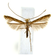/filer/webapps/moths_gc/media/images/G/glochidia_Diphtheroptila_PT12_ANIC.jpg