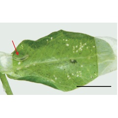 /filer/webapps/moths_gc/media/images/I/ivani_Phyllonorycter_larva_Kirichenko-et-al_2019_28.jpg