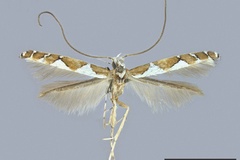 Dialectica galapagosensis