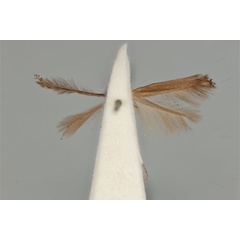 /filer/webapps/moths_gc/media/images/L/leptalea_Acrocercops_ST_ANIC31-087275_ventral.jpg