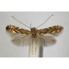 /filer/webapps/moths_gc/media/images/K/klimeschiella_Phyllonorycter_HT_ZSM.jpg