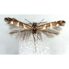 /filer/webapps/moths_gc/media/images/A/albertinus_Phyllonorycter_HT_BMNH.jpg