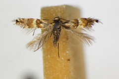 Phyllonorycter alnivorella