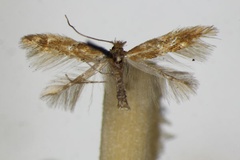 Phyllonorycter parvifoliella