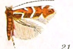 Macrosaccus morrisella