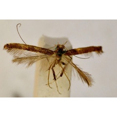 /filer/webapps/moths_gc/media/images/X/xylophanes_Caloptilia_A_BMNH(E)-1324980.jpg