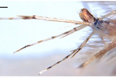 Dondavisia digitata