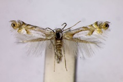 Phyllonorycter fitchella