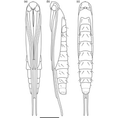 /filer/webapps/moths_gc/media/images/G/guacanivora_Caloptilia_PT_pupa_Vargas-Ortiz_2018_.jpg