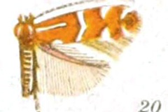 Phyllonorycter gemmea