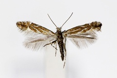 Phyllonorycter ringoniella