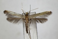 Caloptilia protiella