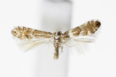 Phyllonorycter nipponicella