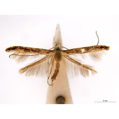 /filer/webapps/moths_gc/media/images/O/ochridorsellum_Diphtheroptila_AF2_ANIC.jpg