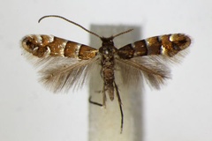 Phyllonorycter stettinensis