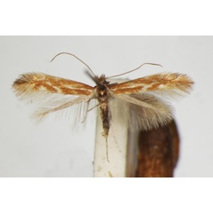 /filer/webapps/moths_gc/media/images/S/staintonella_tictoriella_Phyllonorycter_A_ZSM.jpg