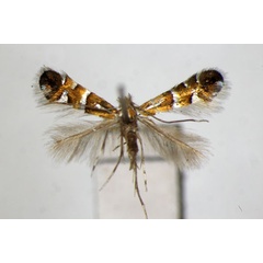 /filer/webapps/moths_gc/media/images/P/pseudolautella_Phyllonorycter_PT_ZSM_3.jpg