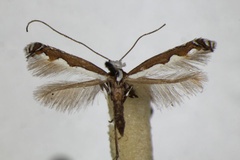 Dialectica scalariella