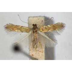 /filer/webapps/moths_gc/media/images/E/extincta_Phyllonorycter_PT_ZSM_2.jpg