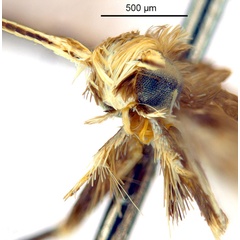 /filer/webapps/moths_gc/media/images/G/glochidia_Diphtheroptila_HT_head2_ANIC.jpg