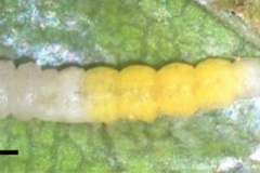 Phyllocnistis furcata