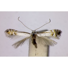 /filer/webapps/moths_gc/media/images/L/longestriata_Phyllonorycter_ST_BMNH.jpg