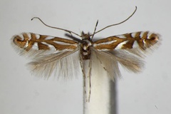 Phyllonorycter deschkai