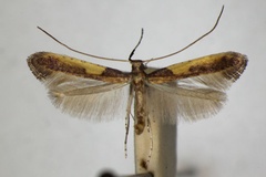 Caloptilia azaleella