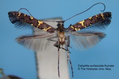 Caloptilia aurifasciata