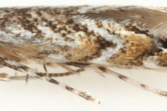 Anarsioses aberrans