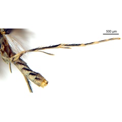 /filer/webapps/moths_gc/media/images/C/crotonella_Diphtheroptila_PT12_leg_ANIC.jpg