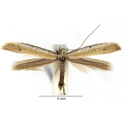 /filer/webapps/moths_gc/media/images/T/tringipennella_Aspilapteryx_RBINS_01.jpg