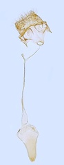 /filer/webapps/moths_gc/media/images/F/finitimella_Parornix_GF_Hall.jpg