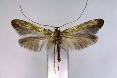 Caloptilia ulmi