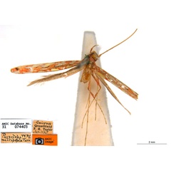 /filer/webapps/moths_gc/media/images/M/miltopepla_Macarostola_ST_ANIC.jpg