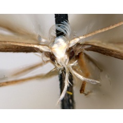 /filer/webapps/moths_gc/media/images/M/melanommata_Melanocercops_ST_head_ANIC.jpg
