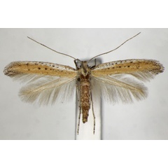 /filer/webapps/moths_gc/media/images/A/anagensis_Aspilapteryx_PT_ZSM_4.jpg