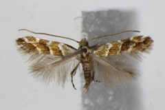 Cameraria ohridella