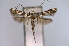 Gibbovalva quadrifasciata