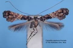 Caloptilia sapiivora