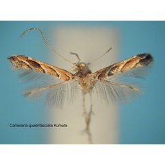 /filer/webapps/moths_gc/media/images/Q/quadrifasciata_Cameraria_HT_EIHU.jpg