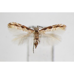 /filer/webapps/moths_gc/media/images/O/orientalis_Phyllonorycter_A_ZSM_2.jpg