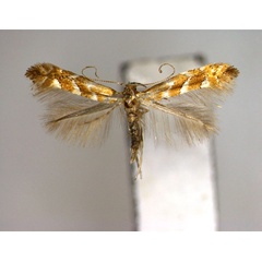 /filer/webapps/moths_gc/media/images/O/ovalifoliae_Phyllonorycter_A_EIHU.jpg