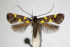 Calybites quadrisignella