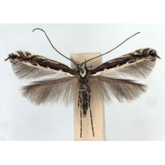 /filer/webapps/moths_gc/media/images/G/gradatella_Micrurapteryx_A_WJDP.jpg