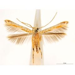 /filer/webapps/moths_gc/media/images/M/maculosa_Cuphodes_F_NULT022977.jpg